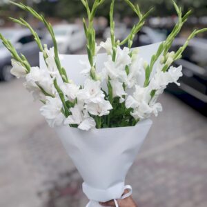 gladiolus